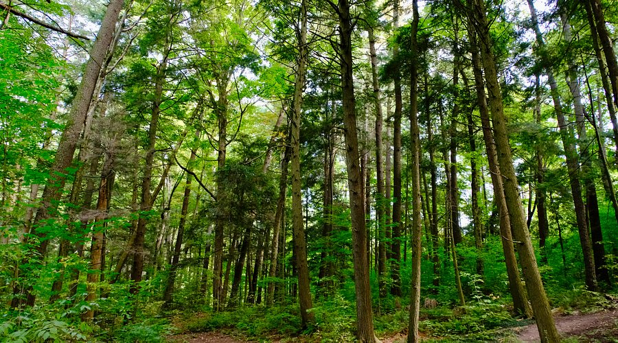 Jefferson Forest Richmond Hill