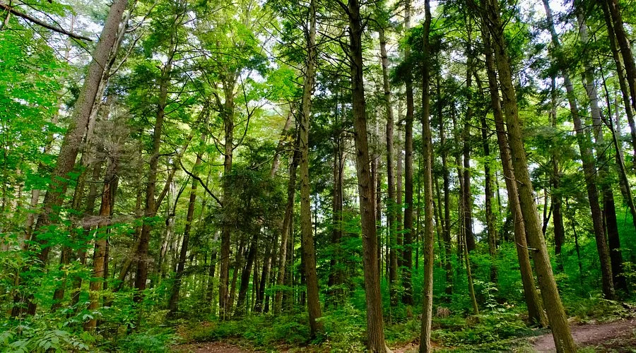 Jefferson Forest Richmond Hill