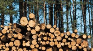logs stacked canva